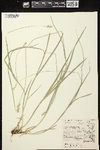 Carex normalis image