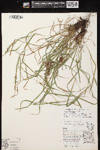 Carex oligocarpa image