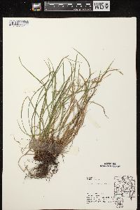 Carex oligocarpa image