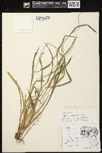 Carex leptonervia image