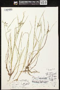 Carex magellanica subsp. irrigua image