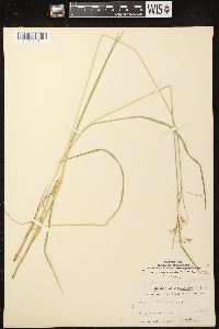 Carex magellanica image