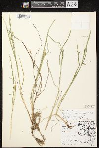 Carex magellanica subsp. irrigua image