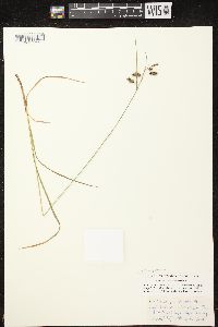 Carex magellanica image