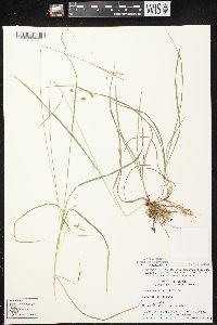 Carex magellanica subsp. irrigua image