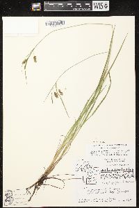 Carex magellanica image