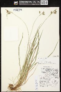 Carex magellanica image