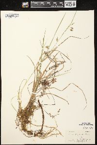 Carex magellanica image