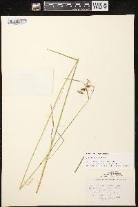 Carex magellanica image