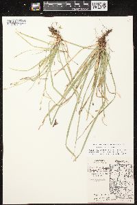 Carex pedunculata image