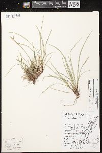 Carex pedunculata image