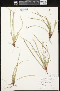 Carex pedunculata image