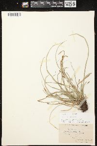 Carex pedunculata image