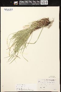 Carex pedunculata image