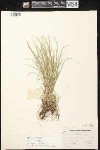 Carex pedunculata image