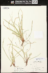 Carex pedunculata image