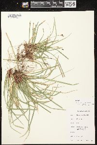 Carex pedunculata image