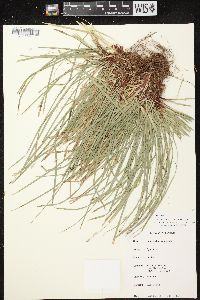 Carex pedunculata image