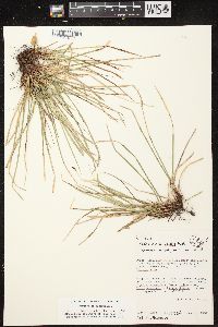 Carex pedunculata image