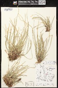 Carex pedunculata image