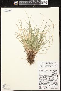 Carex pedunculata image