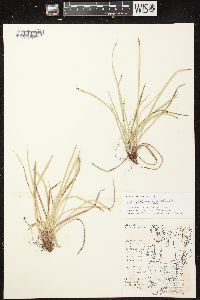 Carex pedunculata image