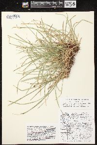 Carex pedunculata image