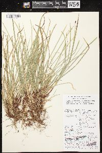 Carex pedunculata image