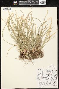 Carex pedunculata image