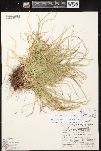 Carex pedunculata image