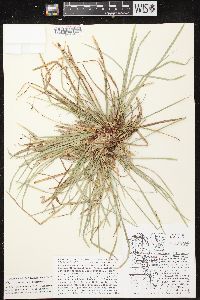 Carex pedunculata image