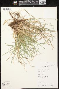 Carex pedunculata image