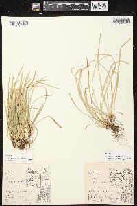 Carex pedunculata image