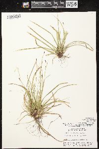 Carex pedunculata image