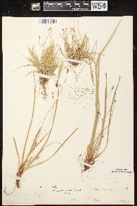 Carex pedunculata image