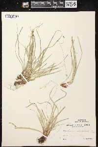 Carex pedunculata image