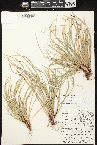 Carex pedunculata image