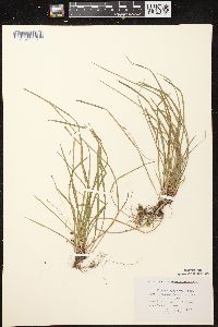 Carex pedunculata image