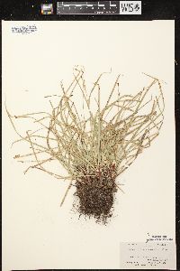 Carex pedunculata image