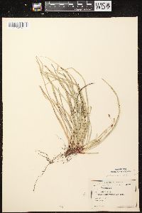 Carex pedunculata image