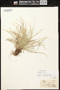 Carex pedunculata image