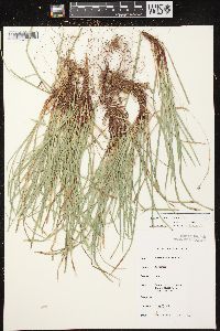 Carex pedunculata image