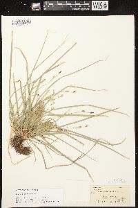 Carex pedunculata image