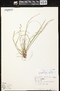 Carex pedunculata image