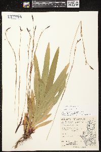 Carex plantaginea image