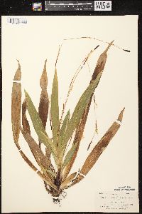 Carex plantaginea image