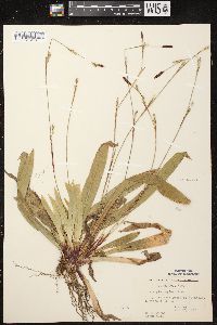 Carex plantaginea image