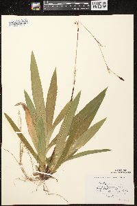 Carex plantaginea image