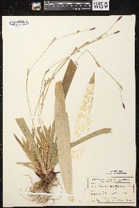 Carex plantaginea image