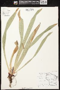 Carex plantaginea image